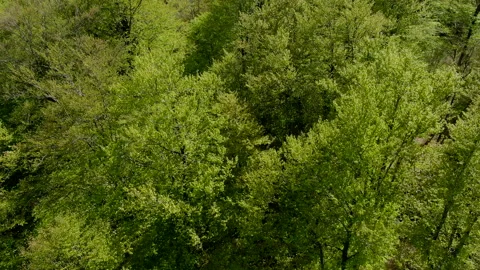 Aerial Forest on the Mountain Stock Footage