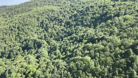 Aerial forest mountains Video stock 240781056