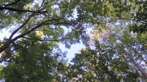 Aerial Forest Moving Backwards While Panning Down Footage Duke Forest Durham NC 動画素材 97366845