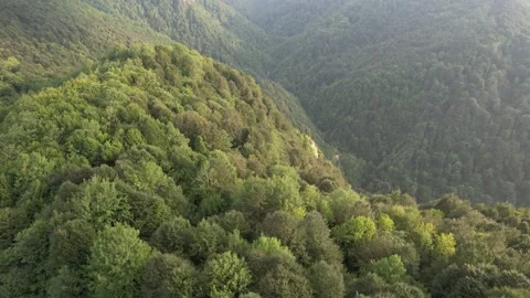Aerial forest, nature Stock Footage 207225903