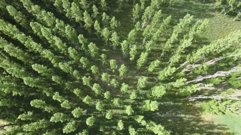 Aerial forest nature Stock Footage 240740586