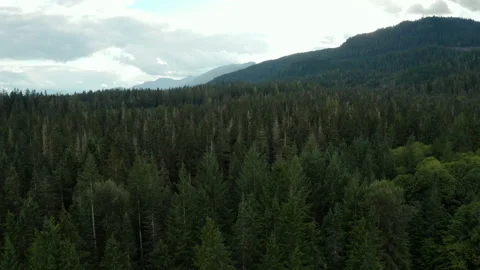 Aerial of forest near Mt. Baker in North Cascades National Park Stock Footage