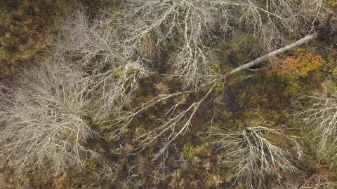 Aerial of Forest overhead with Drone in Fall Video stock 118410258