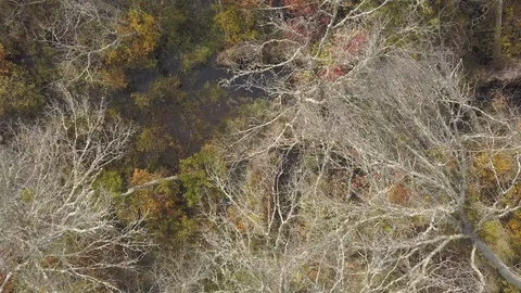 Aerial of Forest overhead with Drone in Fall Stock Footage 118410405