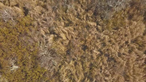 Aerial of Forest overhead with Drone in Fall Stock Footage 118410425