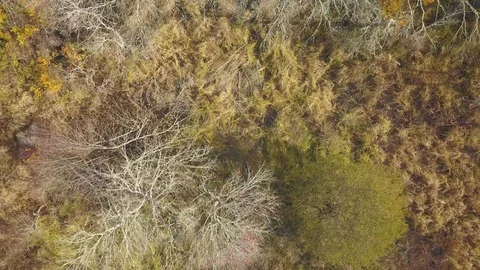 Aerial of Forest overhead with Drone in Fall Stock-Footage 118410572