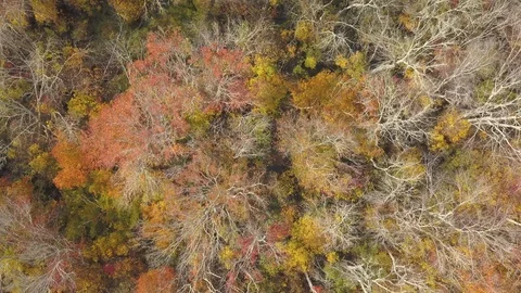 Aerial of Forest overhead with Drone in Fall Stock Footage 118410601