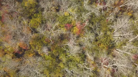 Aerial of Forest overhead with Drone in Fall Stock Footage 118410622