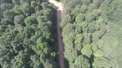 Aerial forest path Stock Footage 196259298