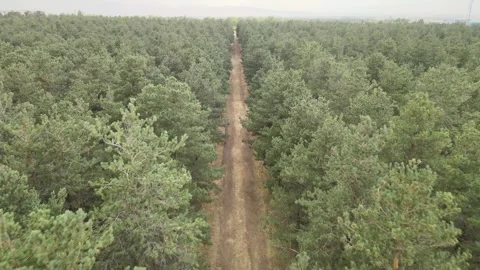 Aerial forest path Stock Footage 240767362