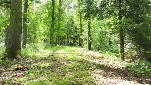 Aerial forest path trees war memorial Poland 2 4K Stock Footage 340174989