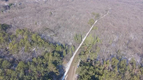 Aerial Forest Path Winding Through Bare Trees in Spring Stock Footage 327351836