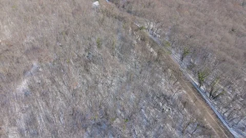 Aerial Forest Path Winding Through Bare Trees in Spring Stock Footage 327351844