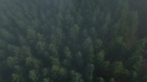 Aerial Forest Pattern From Above Stock Footage 327019348
