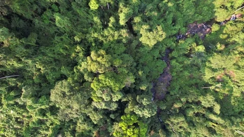 Aerial Forest River   Earth Day Stock Footage 266889653