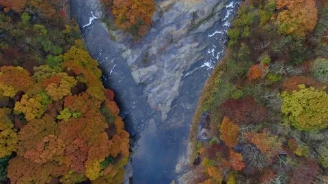 Aerial Forest River Fork in Fall Video stock 73017962