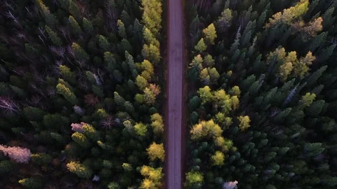 Aerial Forest Road Video stock 81408612