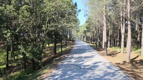 Aerial forest road Video stock 198067452
