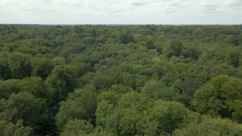 Aerial forest shot Stock-Footage 159358865