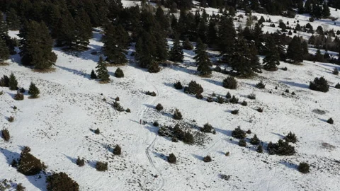 Aerial forest in snow Stock Footage 165248433