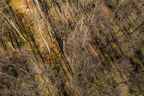Aerial of a forest in spring Stock Photos
