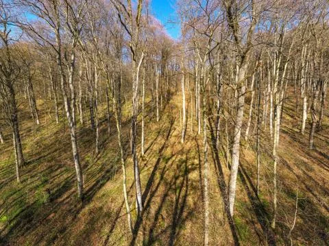 Aerial of a forest in spring Stock Photos