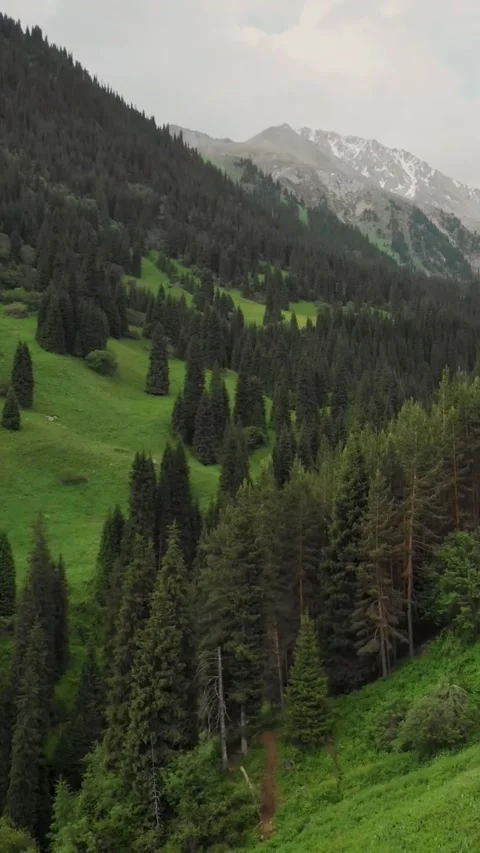 Aerial of Forest spruce in the Mt Evans Colorado USA Stock Footage 265048205