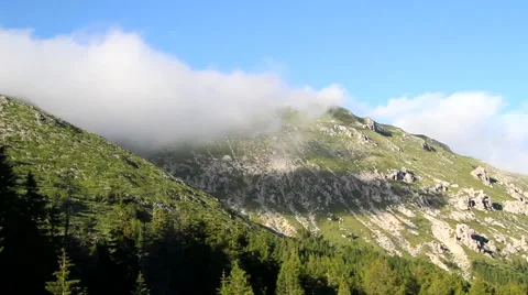 Aerial forest static flight Видео 45064446