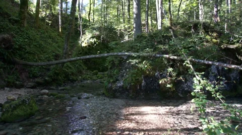AERIAL: Forest stream Stock Footage