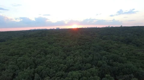Aerial Forest Sunset Stock Footage 64736106