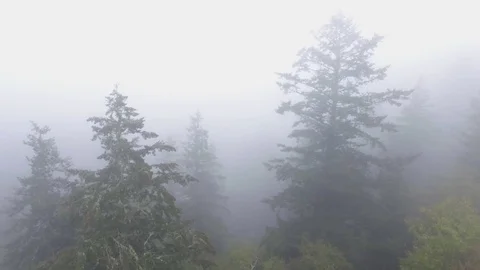 Aerial of forest through the fog Stock Footage 78683049
