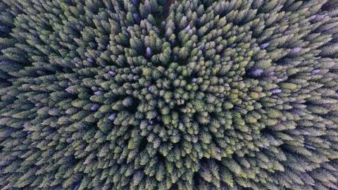 Aerial forest top view Stock Photos