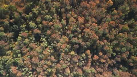 Aerial of forest tree autumn. Mixed forest green deciduous trees.  Gorla Italy Stock Footage 277126508