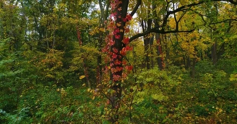Aerial forest tree Stock Footage 81873566