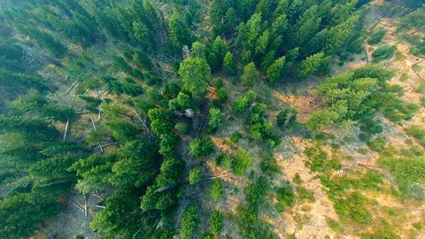 Aerial Forest Tree Top Green Nature Texture Pine Nature View, Above Background Stock Footage 99653411