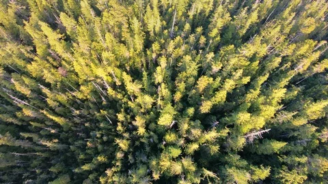Aerial Forest Tree Top Nature Landscape Beautiful Scenic Flying Outdoor View Video stock 129478358