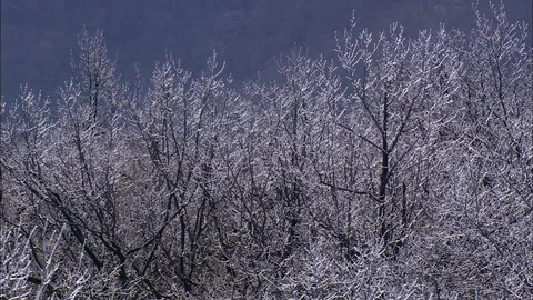 Aerial of forest tree tops besides the mountain, Frost In The Trees Stock Footage 109142207