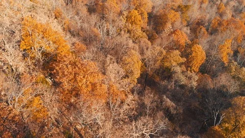 Aerial of Forest Trees in Late Fall Stock Footage 99026479