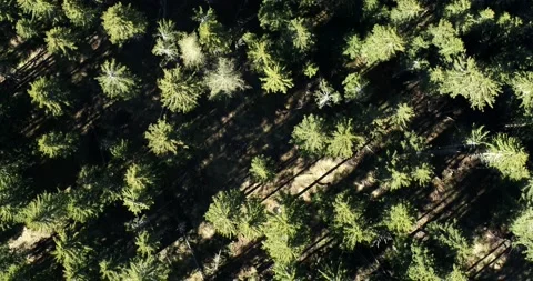 Aerial forest, Trees seen from top down view. Flying above treetops Stock Footage 132024460