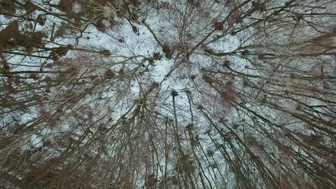 Aerial of Forest Trees in the Winter Top Down Stock Footage 88672237