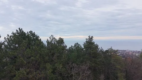 Aerial Forest Treetops Under Cloudy Sky With Distant Horizon View Stock Footage 326870759