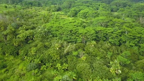 Aerial forest tropical landscape trees Hawaii HD Stock Footage 81174902