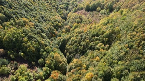 Aerial forest valley Stock Footage 223585983