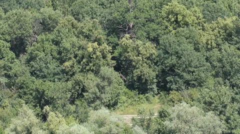 Aerial forest, vertical panning Stockbeeldmateriaal 25446304