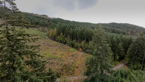 Aerial Forest View Above Pine Tree Landscape, Green Spruce Tree Top Background Video stock 99213095