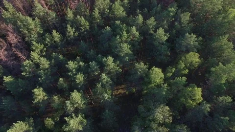 Aerial forest view and two roads from above 4k. Vertical tracking of pines trees Stock Footage 77939774