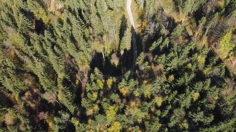 Aerial forest view Stock Footage 100187671