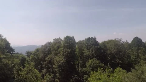 Aerial forest view Stock Footage 196471687