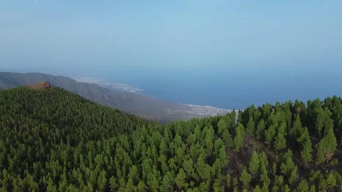 Aerial Forest View 库存影片 320169000