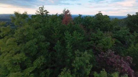 Aerial Forest View Tennessee With Red Tree At Dusk, Drone Glide Over Dense Stock Footage 331123454